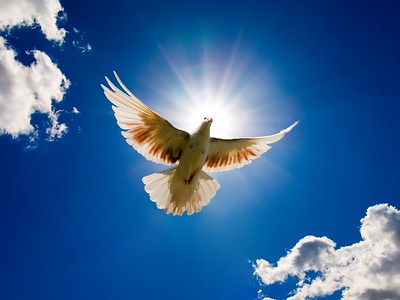 sheilapic76's Dove of peace photo CC BY 2.0 DEED https://www.flickr.com/photos/53344659@N05/4978440723